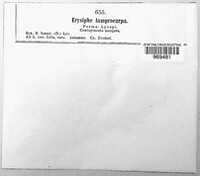 Phyllactinia fraxini image